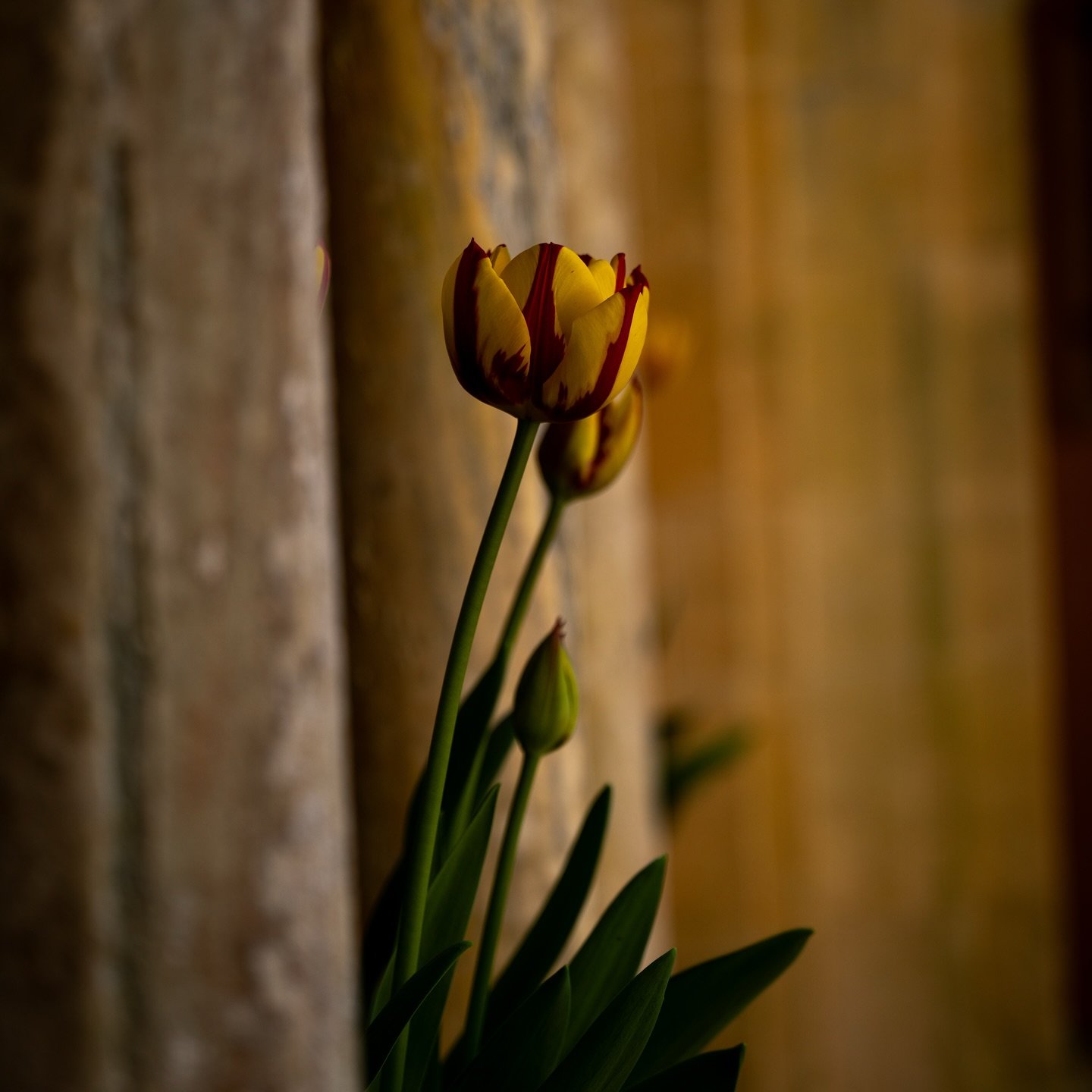 Spent the most beautiful morning @ifordmanor with Nick and ‘The Mij’. It was simply stunning! Lots more photos to share over the weekend… #ifordmanor #springgarden #floraltherapy #nicheflorist