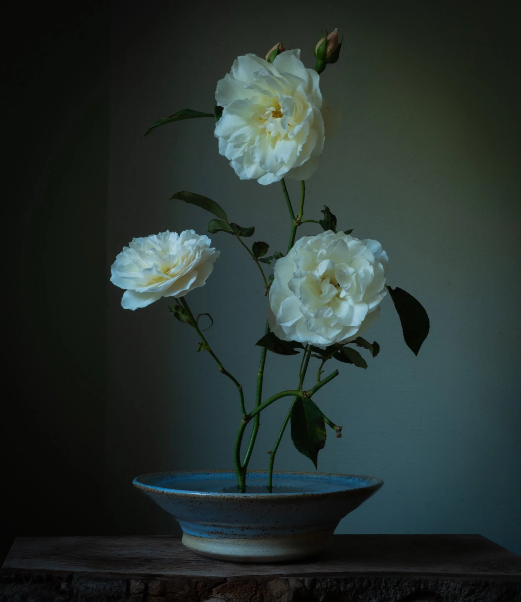 Autumn may be here, but, the roses keep on giving… #lichfieldangel #davidaustinroses ##stilllifeflowerphotography #autumn #nicheflorist #floraltherapy #lynnseykellyphotography