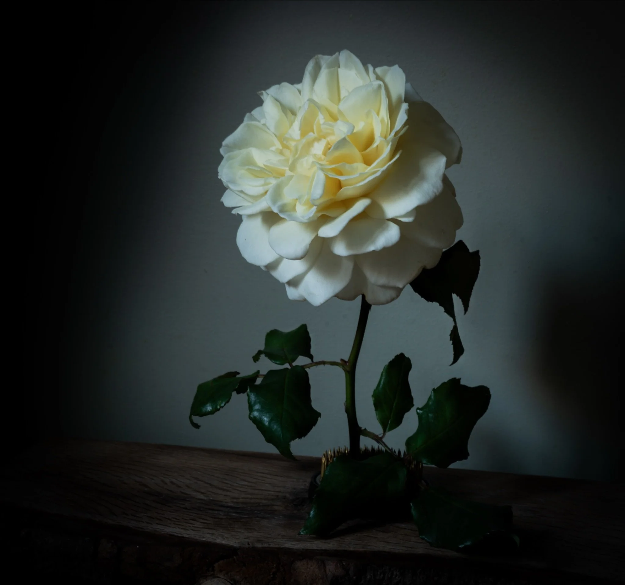 A beautiful, broken, rose stem rescued and now here brightening a dull day. I&rsquo;m sure it&rsquo;s a David Austin rose but don&rsquo;t know which one. It has bloomed perfectly and the scent is incredible&hellip; #davidaustinroses #rescuedrose #nic
