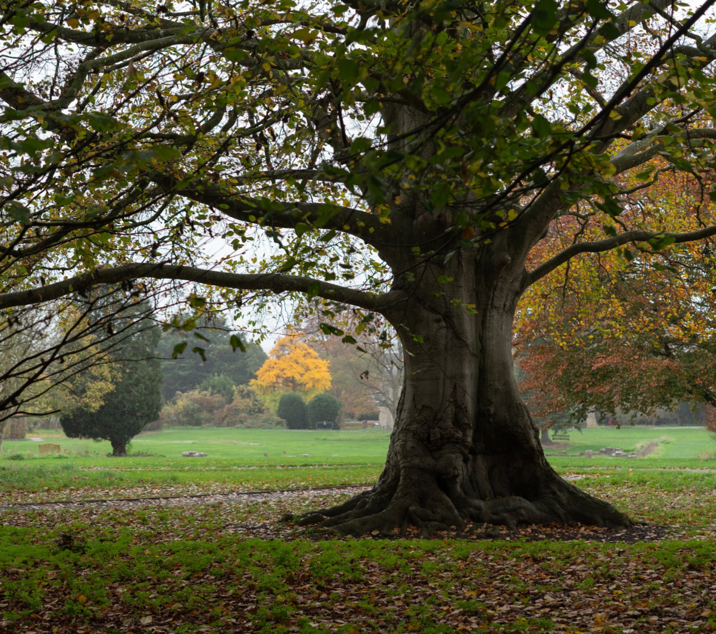 Pretty much wherever you are, in @glastonburyabbey , you can see the magnificent Ginko tree. I love to see the glow of golden leaves every Autumn&hellip; #walkingwiththemij #glastonburyabbey #sundaymorning #therapyinature #november #ginkobiloba