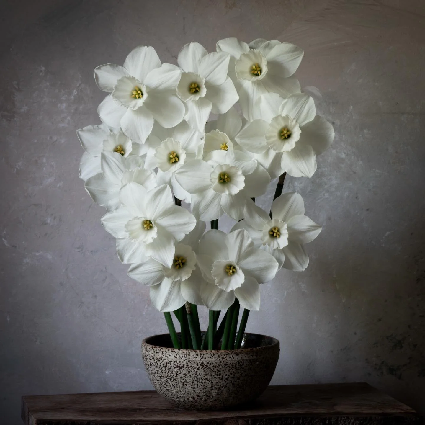 &lsquo;Stainless Steel&rsquo; daffodils, thank you @thefragrantrose  #springflowers #stilllifeflowerphotography ##nicheflorist #floraltherapy