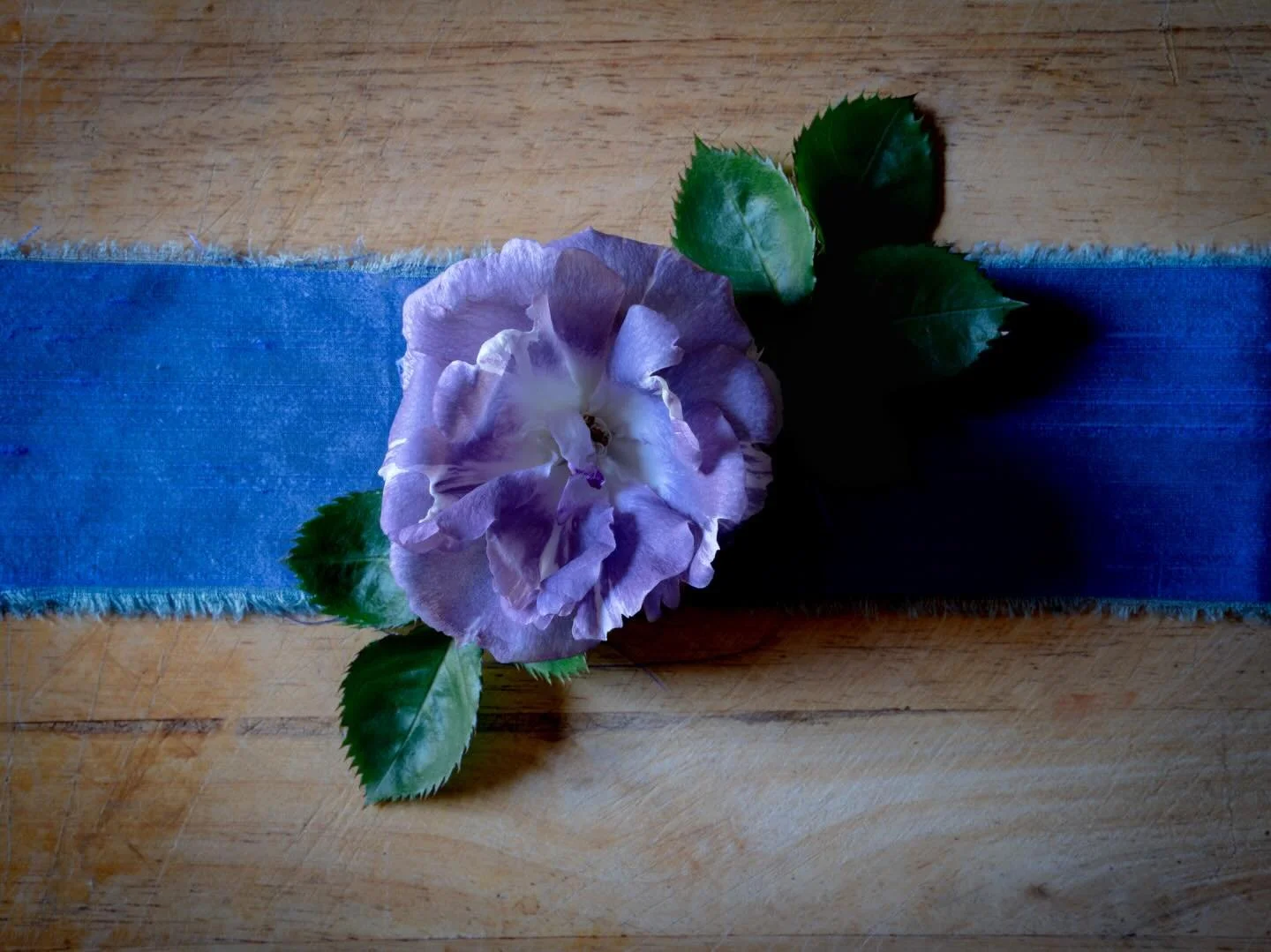 Loosely inspired by a Robert Mapplethorpe image. I am taking a different perspective on the flowers that I love. Rosa Blue For You&hellip; #gardenrose  #stilllifeflowerphotography #nicheflorist #floraltherapy #spring