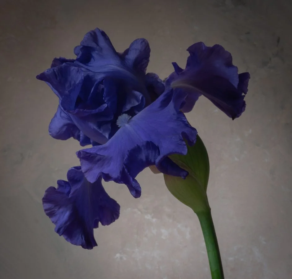 Test shot for a still life with the most exquisite Iris &lsquo;Mer du Sud&rsquo;&hellip; #iris #stilllifeflowerphotography #nicheflorist #floraltherapy