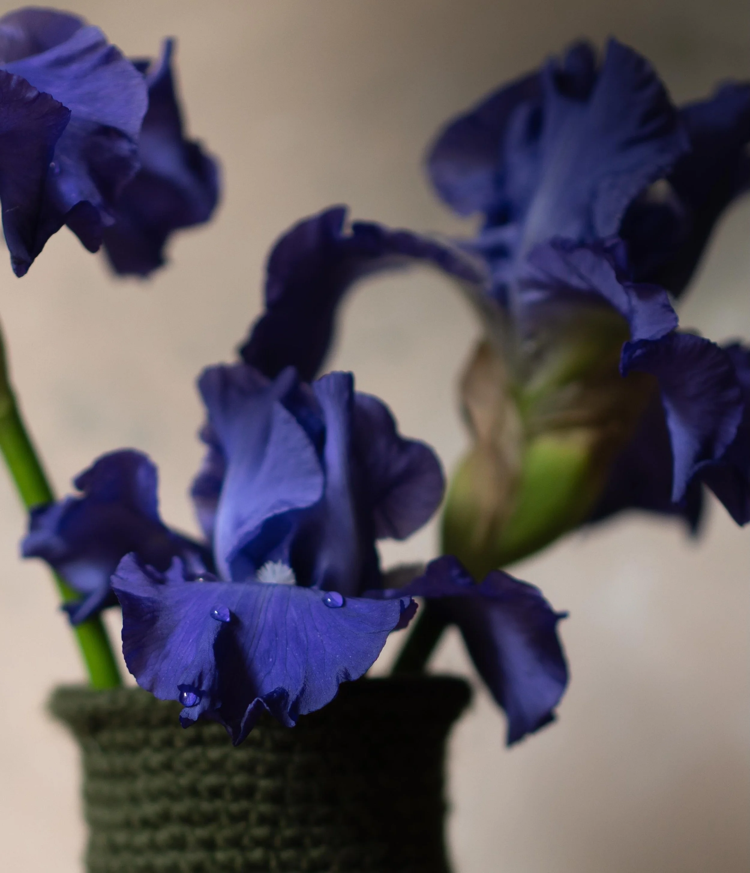 Iris Mer du Sud grown by @thefragrantrose and vase crocheted by @harrietjane27 
#iris #stilllifeflowerphotography #slowdays #nicheflorist #floraltherapy