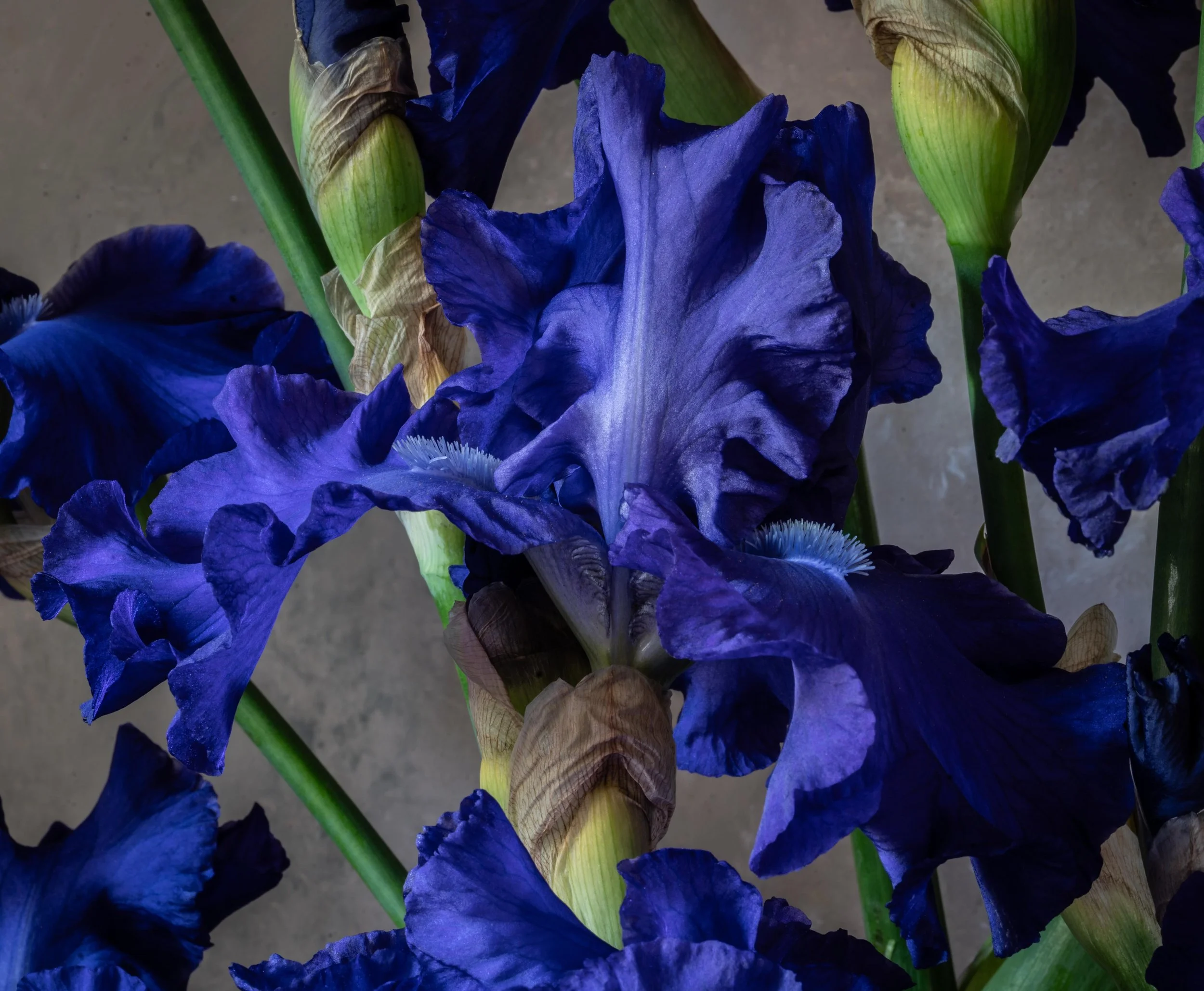 The more I look the more I see,  when the world seems unfathomable flowers hold all the answers&hellip; #merdusud #iris #stilllifeflowerphotography #floraltherapy #nicheflorist