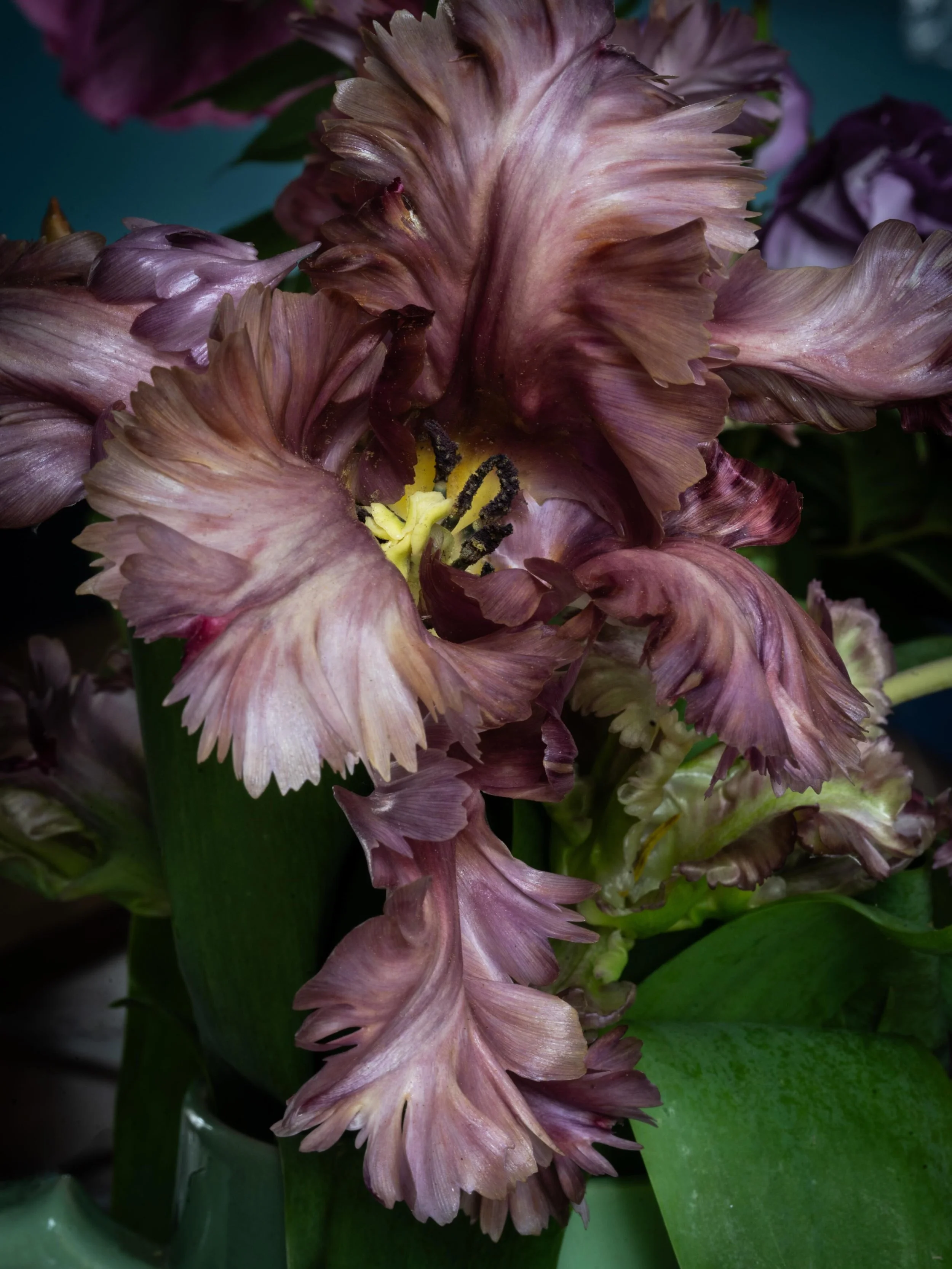 &ldquo;Why be a pigeon when you could be a peacock?&rdquo; Surely these are the words of this Diva&hellip; &lsquo;Tulipa Vovos &rsquo;  #tulips  #stilllifeflowerphotography #nicheflorist #floraltherapy #spring