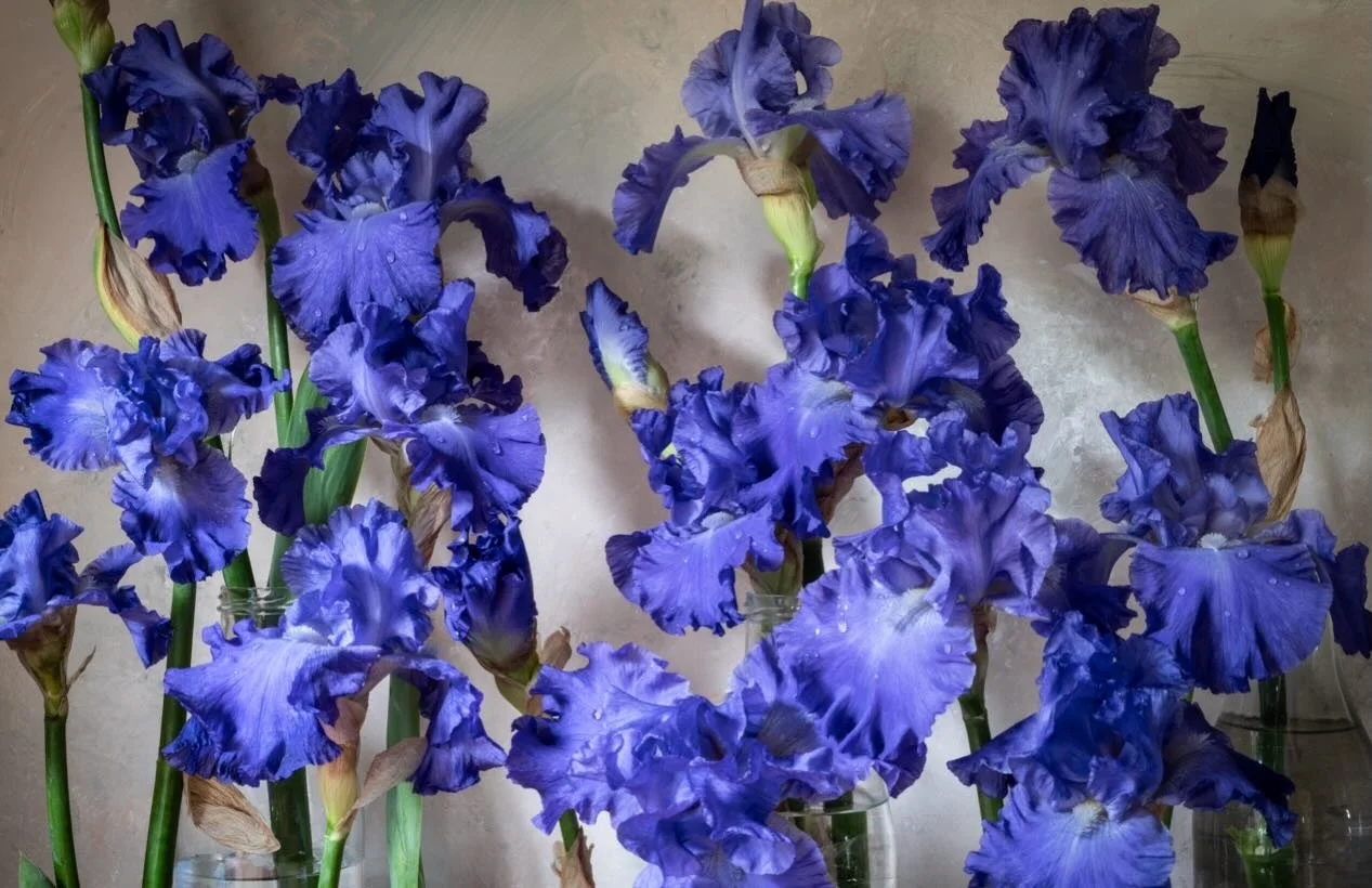My lovely time photographing these magnificent &lsquo;Mer du Sud&rsquo; Iris is coming to an end&hellip;and now I absolutely must plant some in our garden. They have magnificent tall stems with many robust buds. The buds unfurl like heavy inky blue s