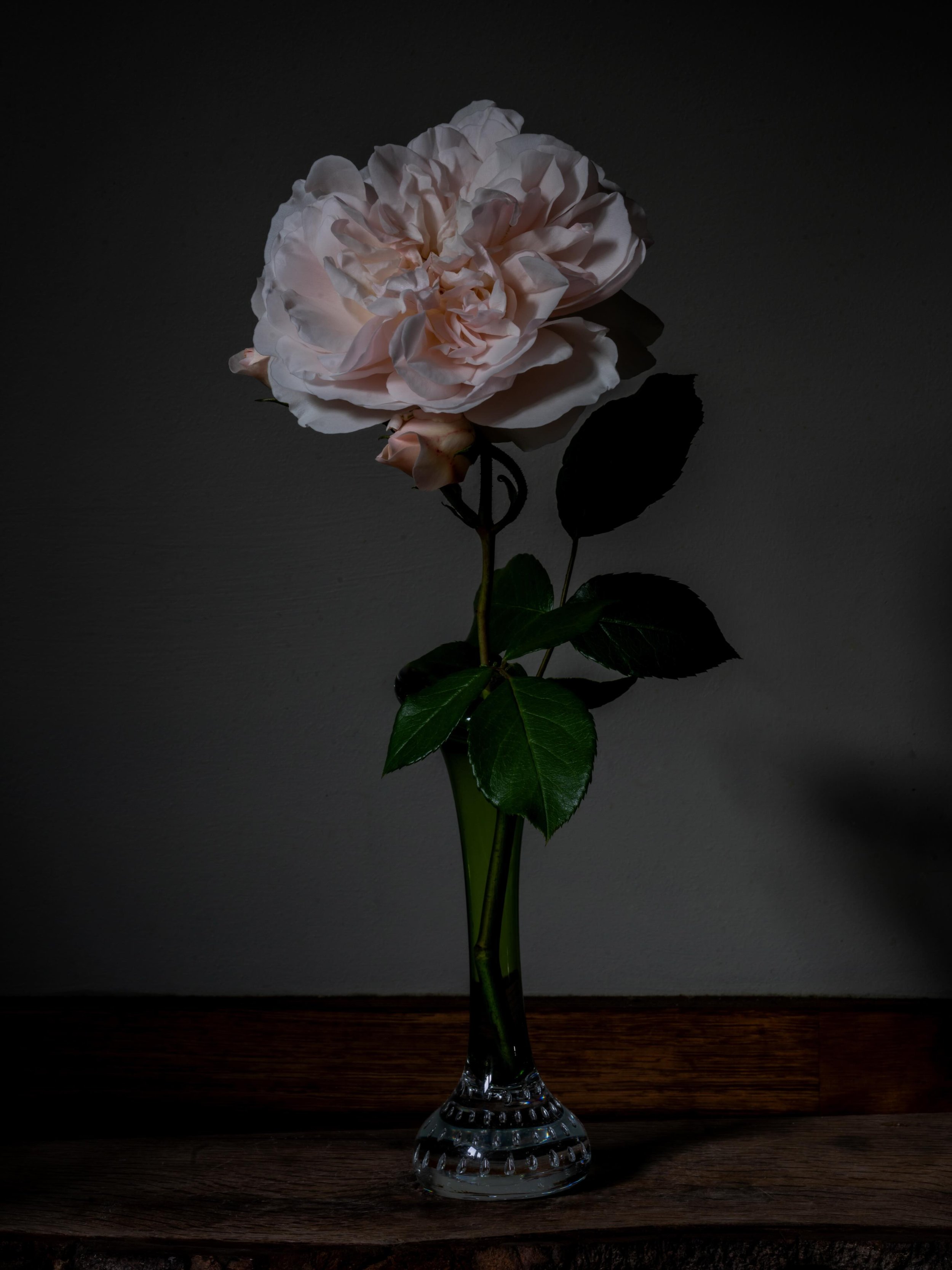 Loving this evenings cool air and this beauty. &lsquo;Lichfield Angel&rsquo; #davidaustinroses #lichfieldangel #stilllifeflowerphotography  #nicheflorist #floraltherapy