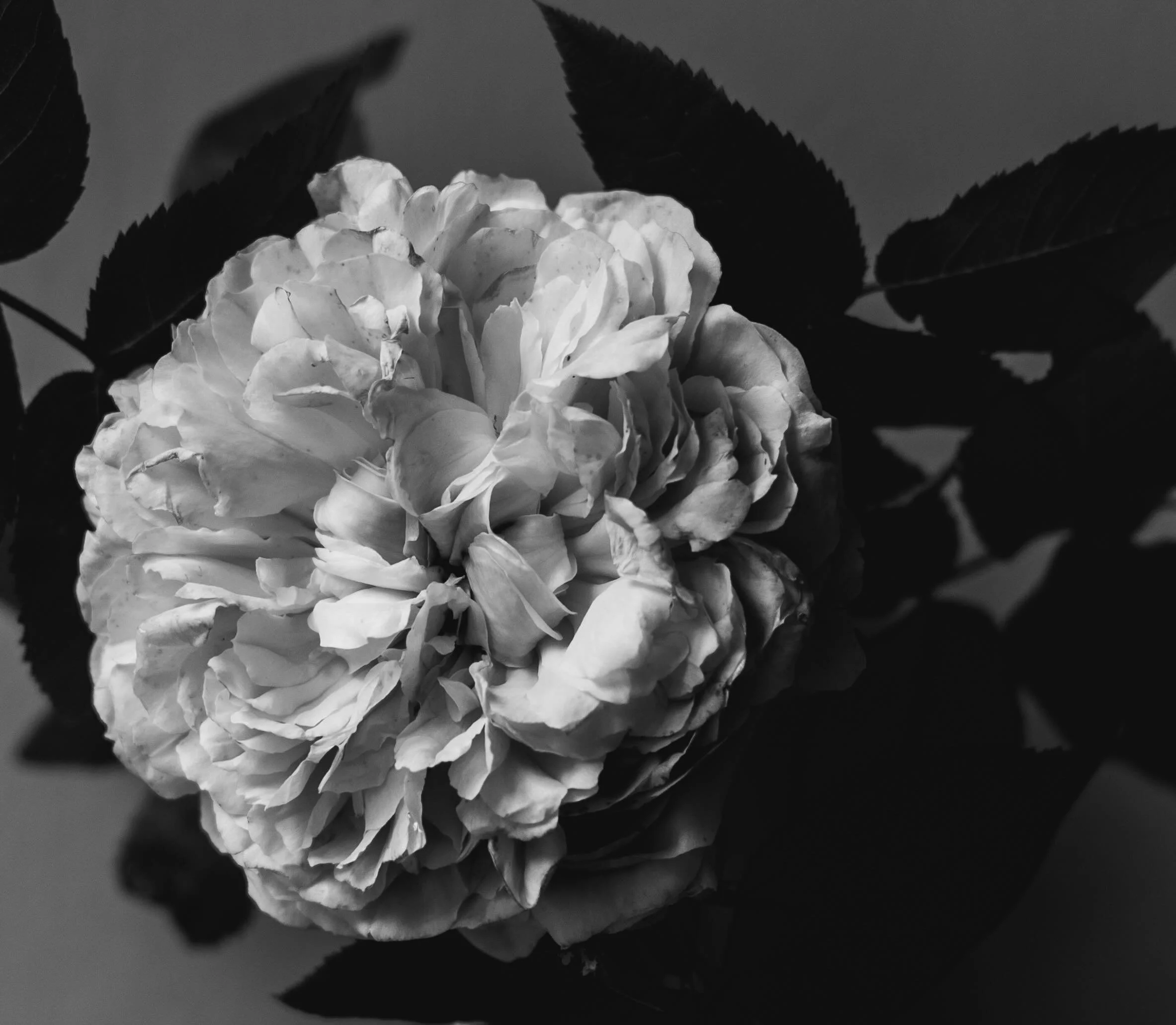 Rosa &lsquo;Jacques Cartier&rsquo; in black and white. Simply beautiful&hellip; #rose #stilllifeflowerphotography #floraltherapy #nicheflorist #gardenroses