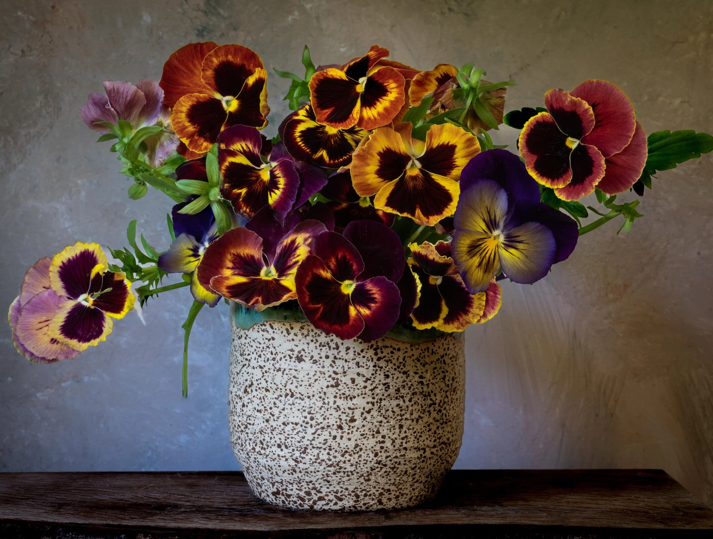 These darling little faces have been making us smile for weeks on end&hellip; #violets #stilllifeflowerphotography #nicheflorist #floraltherapy  #happyflowers