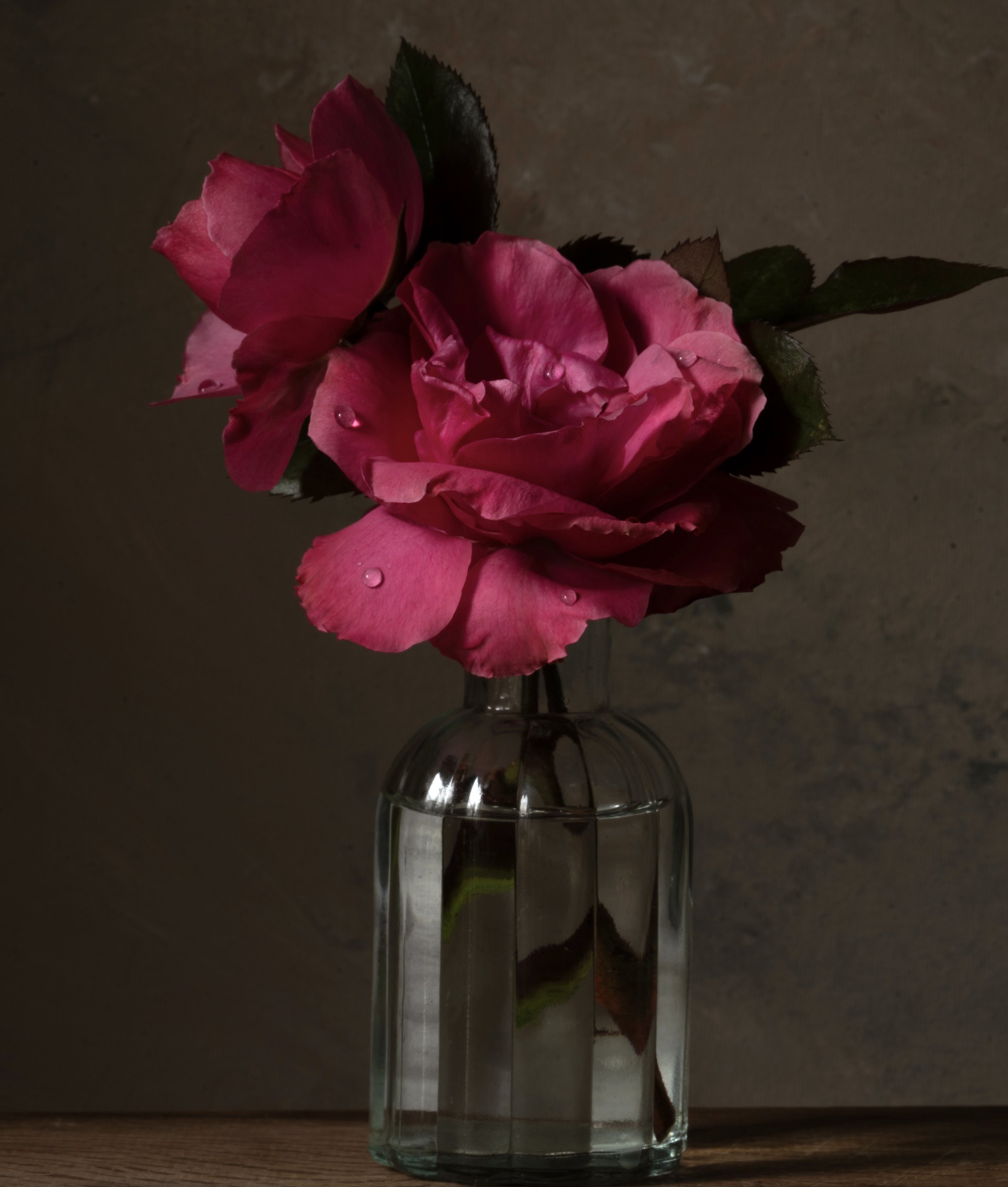 Glorious garden rose