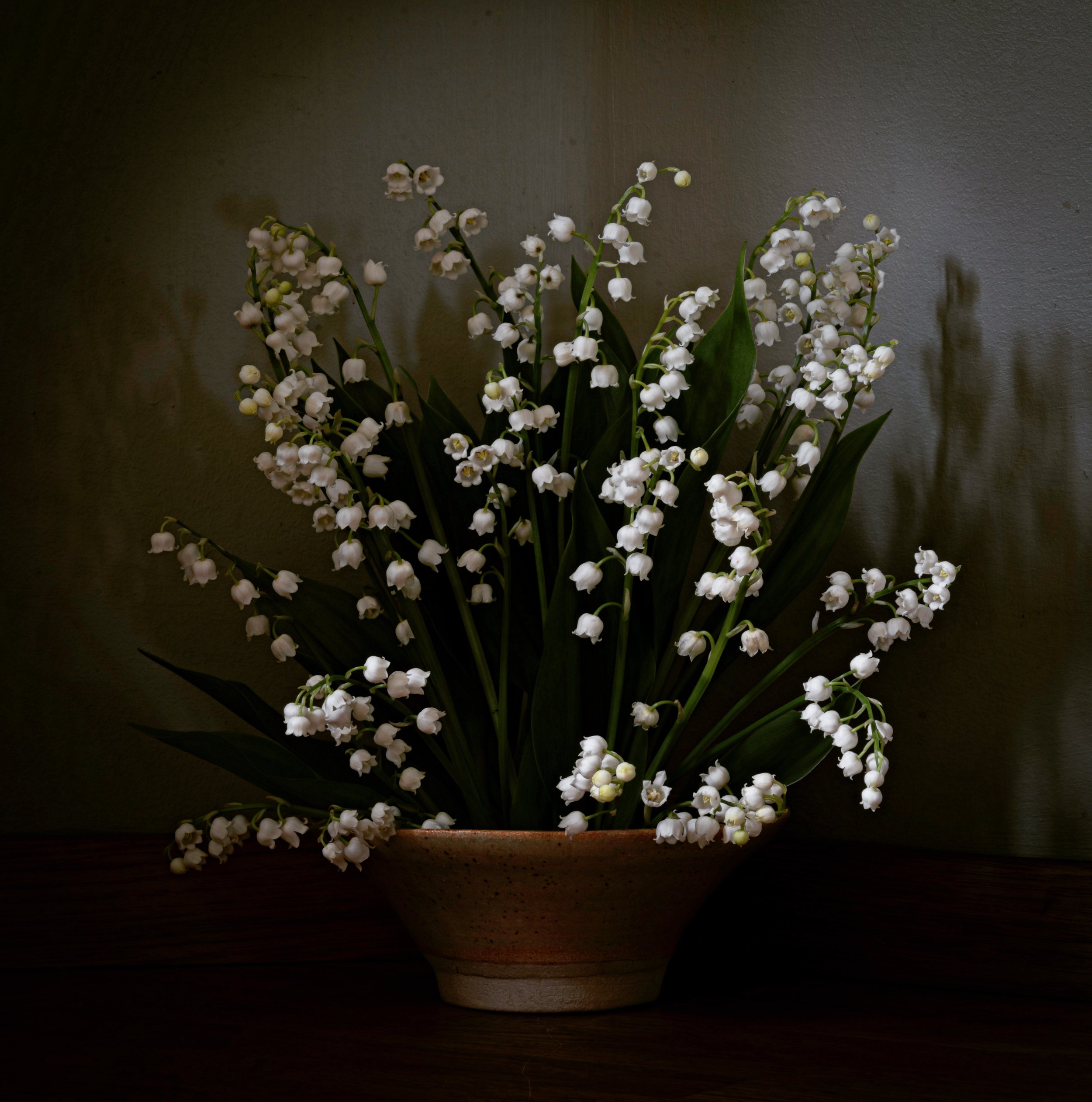 Lily Of The Valley