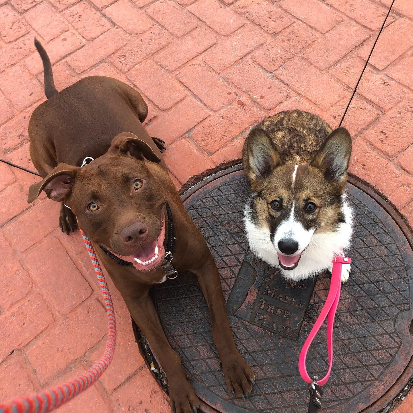 Indy and Willow have become the best of friends. They knocked it out of the park on their field trip this week. Their motto: work hard, play hard. 
#vermontdogbehavior #dogtraining #behaviorconsultant #positivereinforcement #R+ #pitbull #pembrokewels