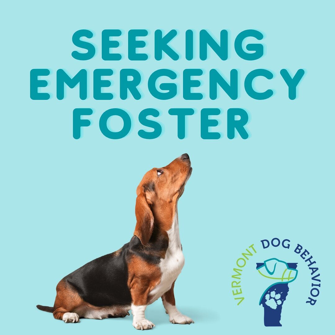 Calling on our community! One of our clients needs to leave their current living situation, and can&rsquo;t do so without finding a safe place for their dog to stay. The dog in question is sweet but anxious, and needs a home without children or small