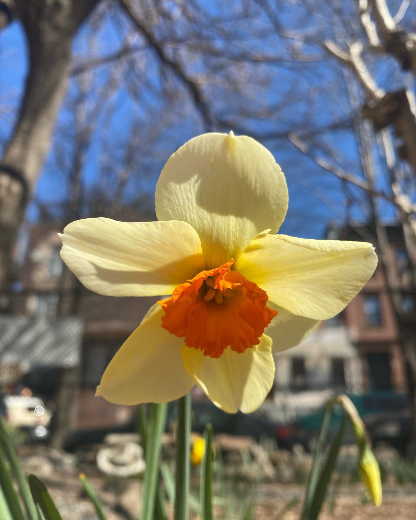 Blossom by blossom the spring begins. ~ Algernon Charles Swinburne

Flower of the season: Daffodils!

#harlemrosegarden