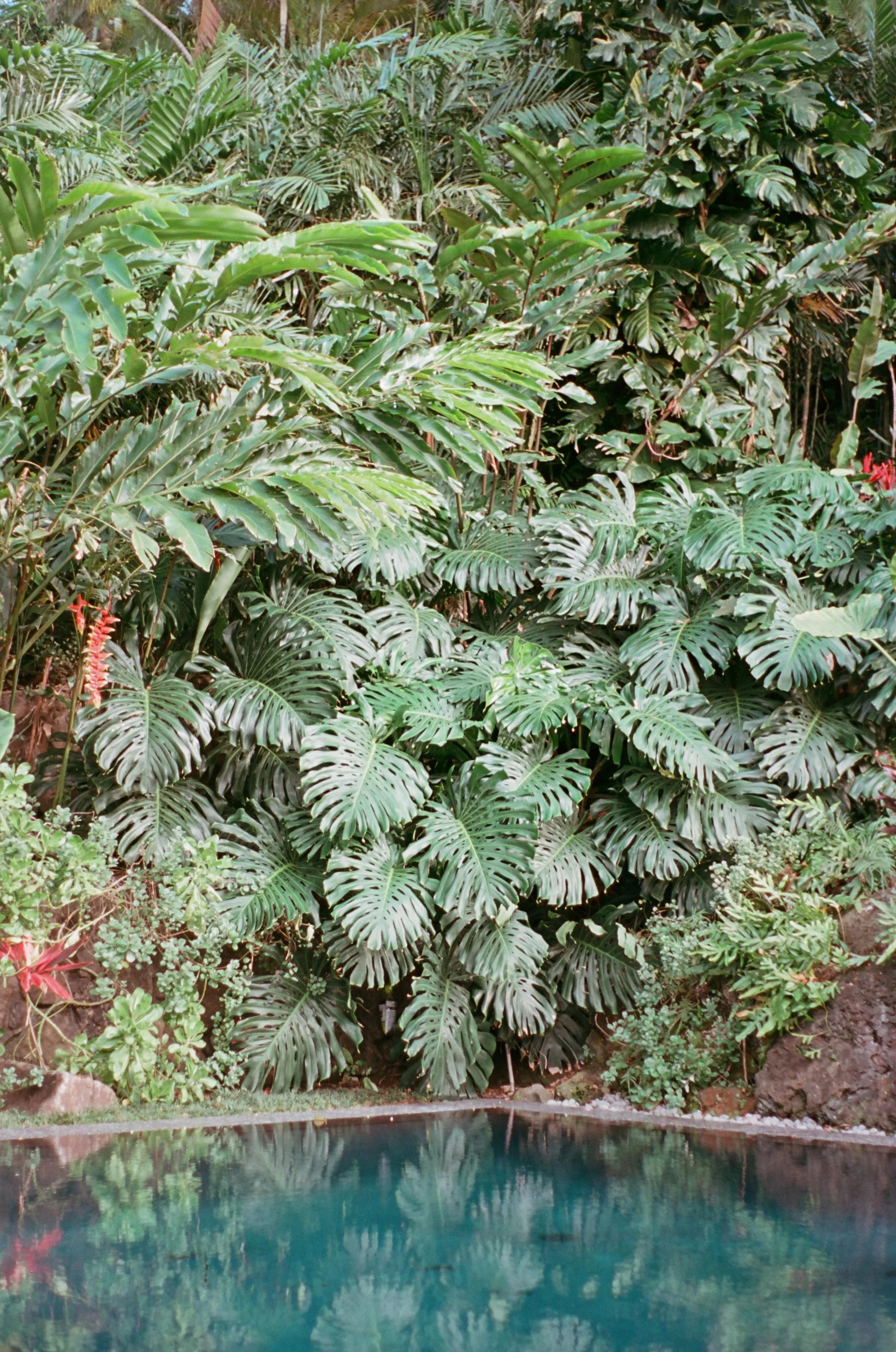 MONSTERA