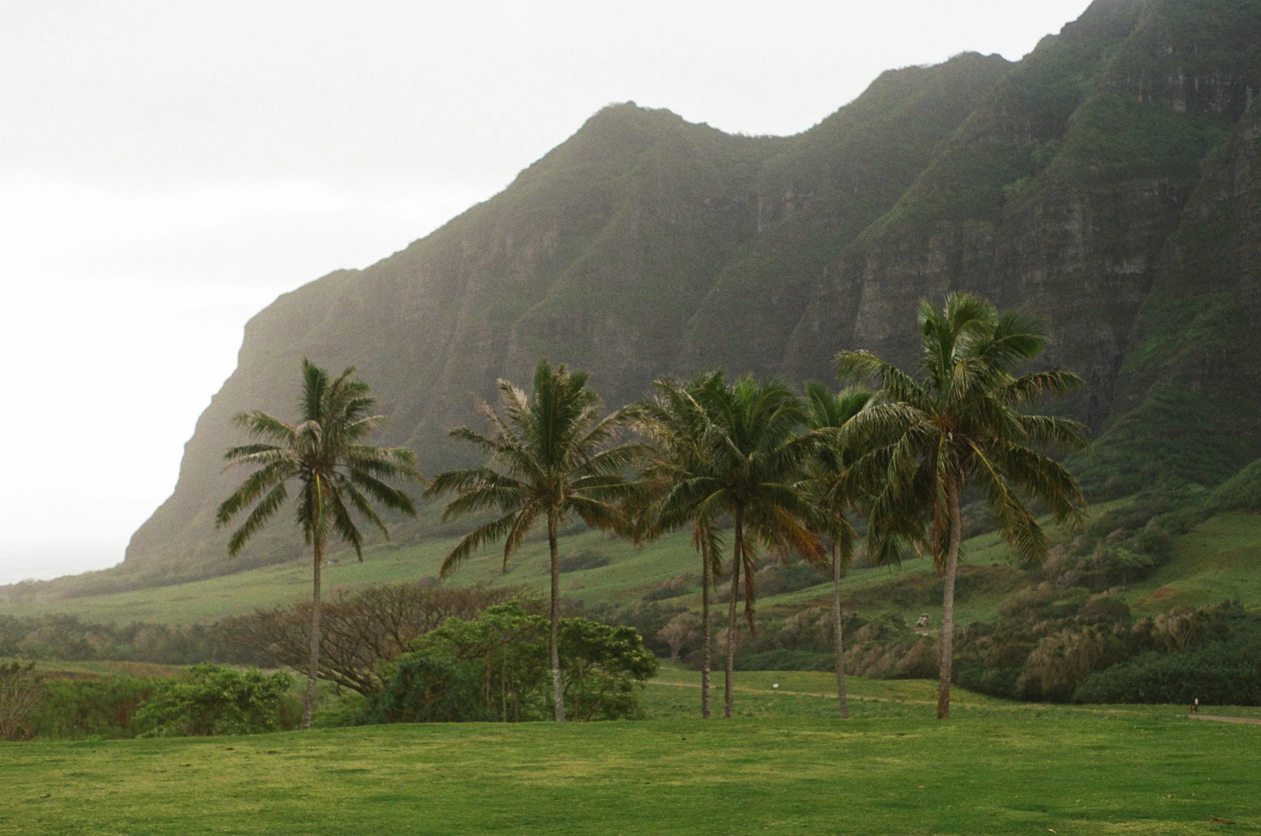 KUALOA PALMS