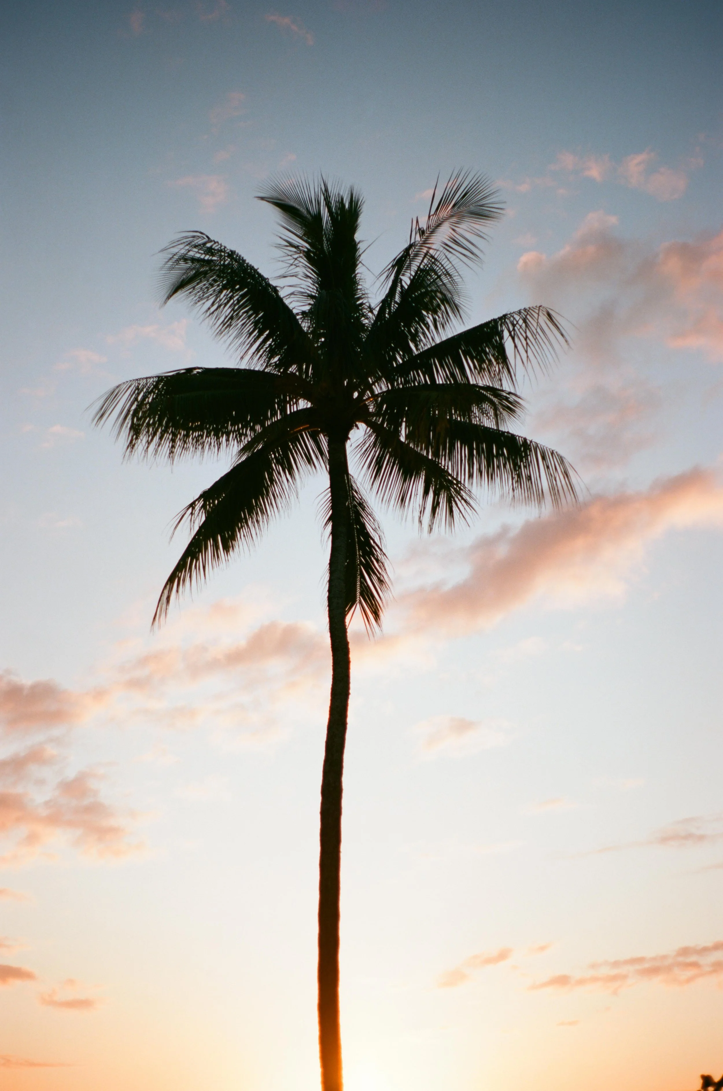 HALEIWA PALM