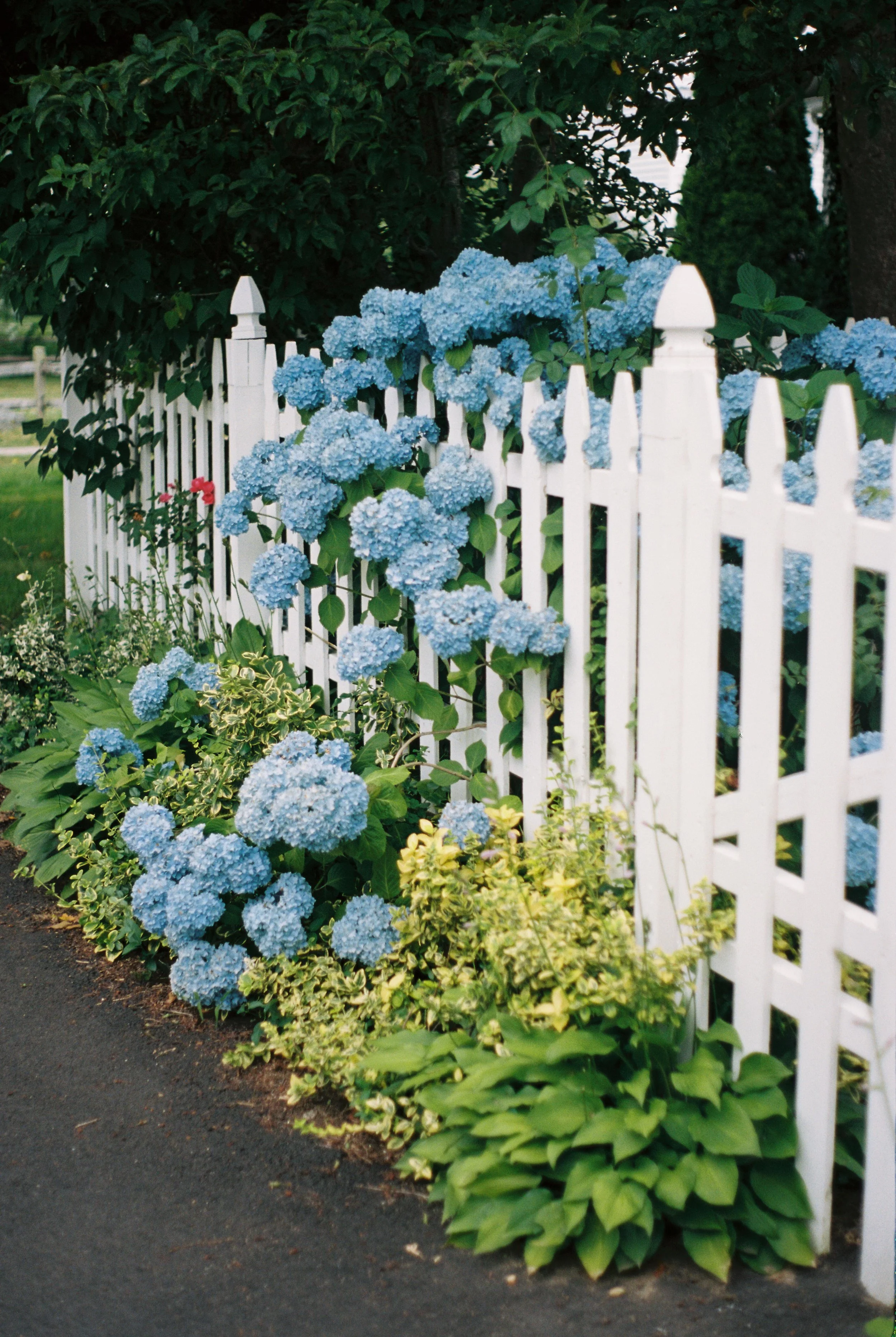 FALMOUTH HYDRANGEAS