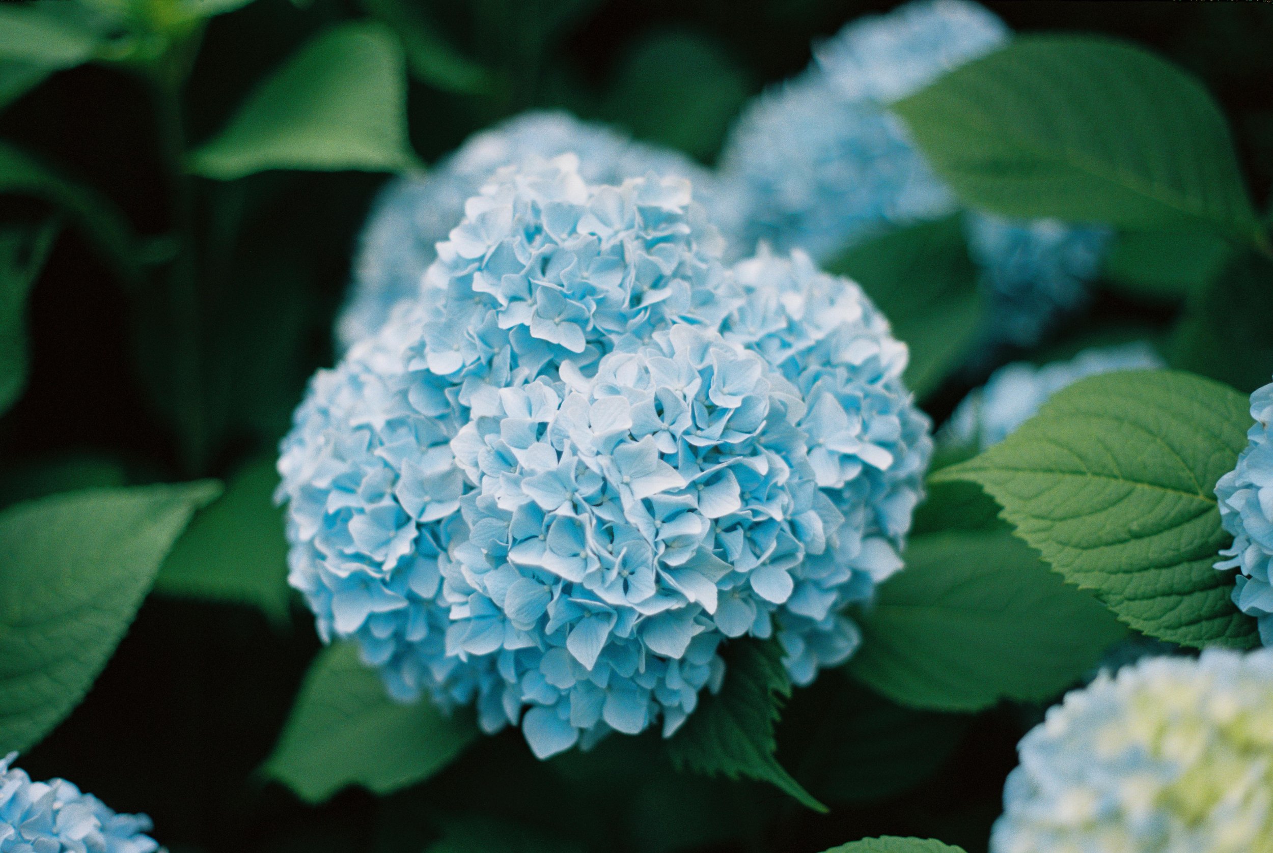 HYDRANGEA BLOOM