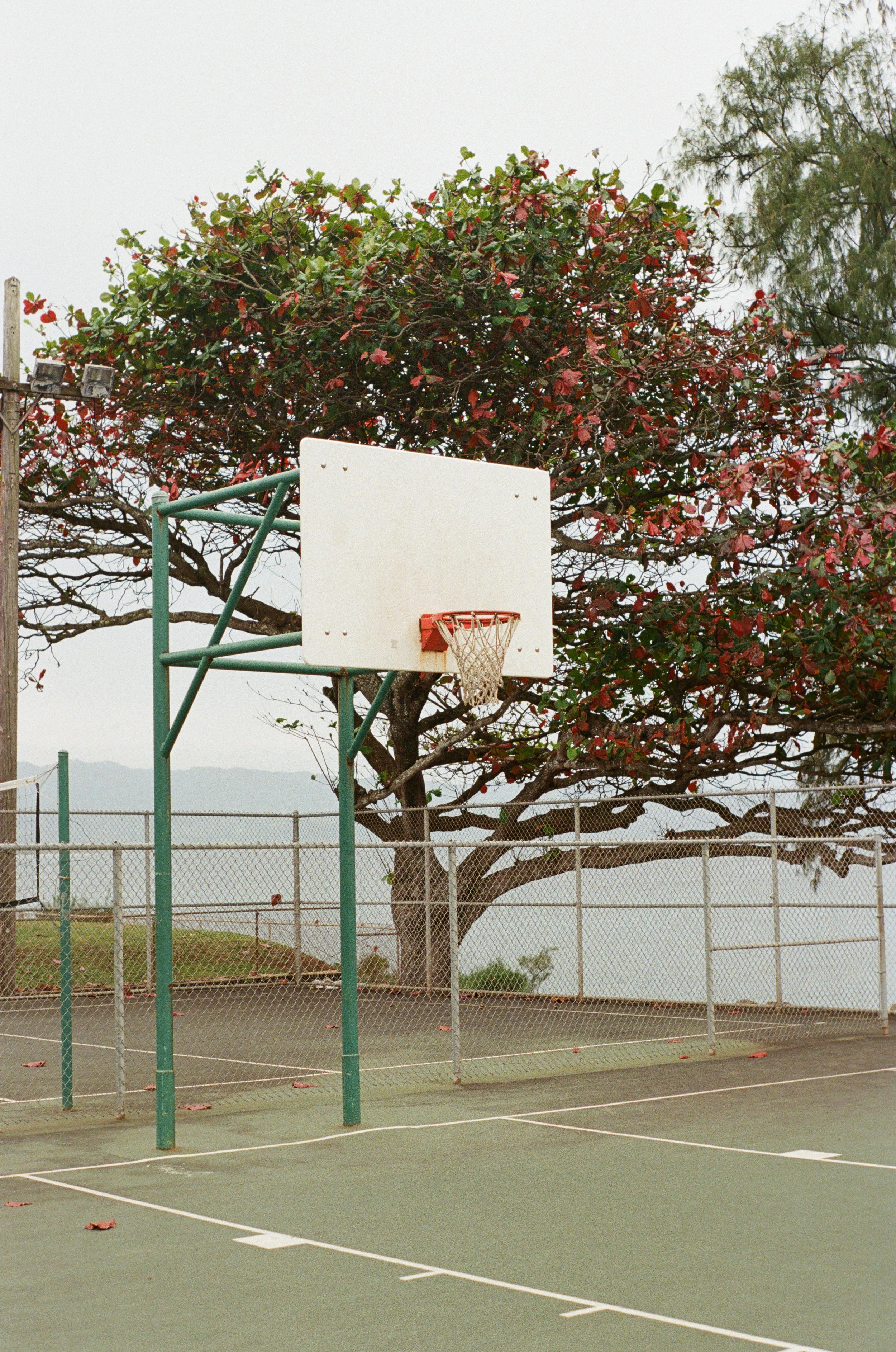 SHARK’S COVE HOOPS