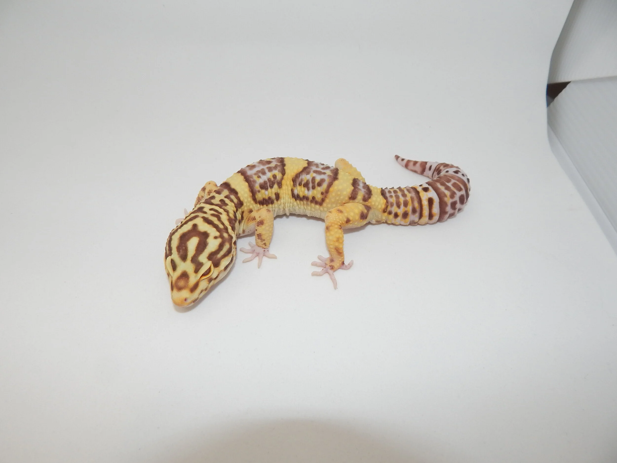 Leopard Geckos
