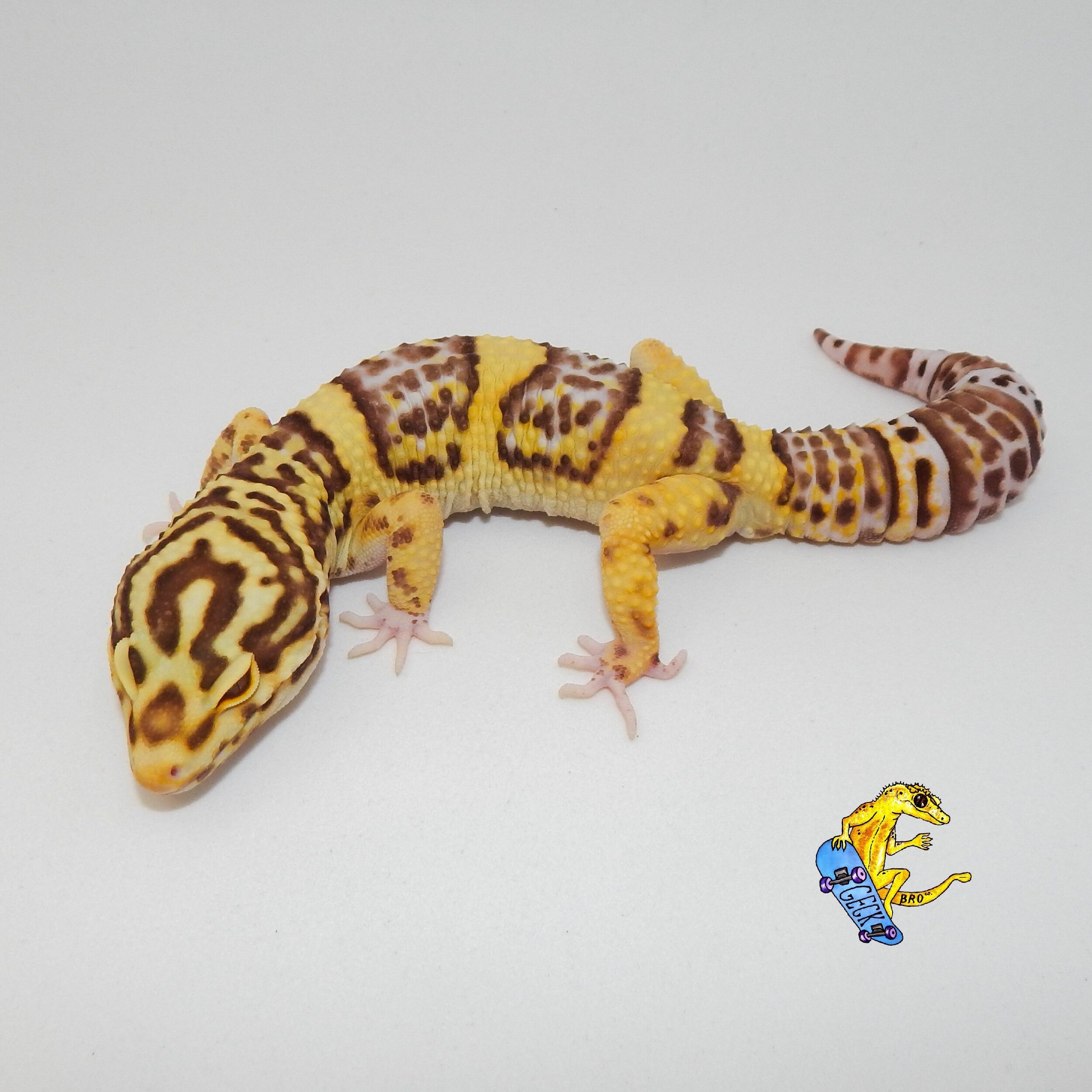 Geku - Bell Albino Male