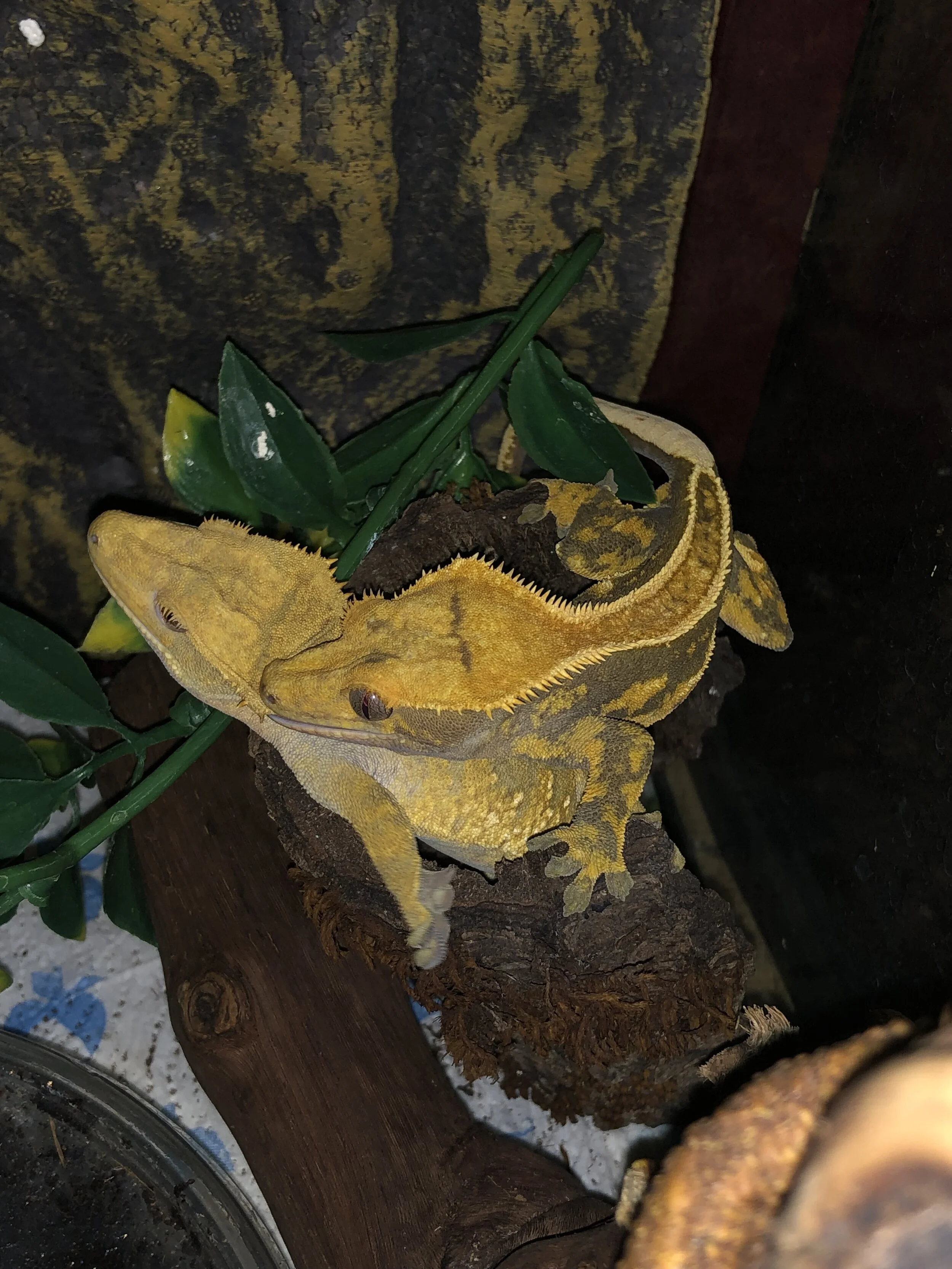 Crested Geckos