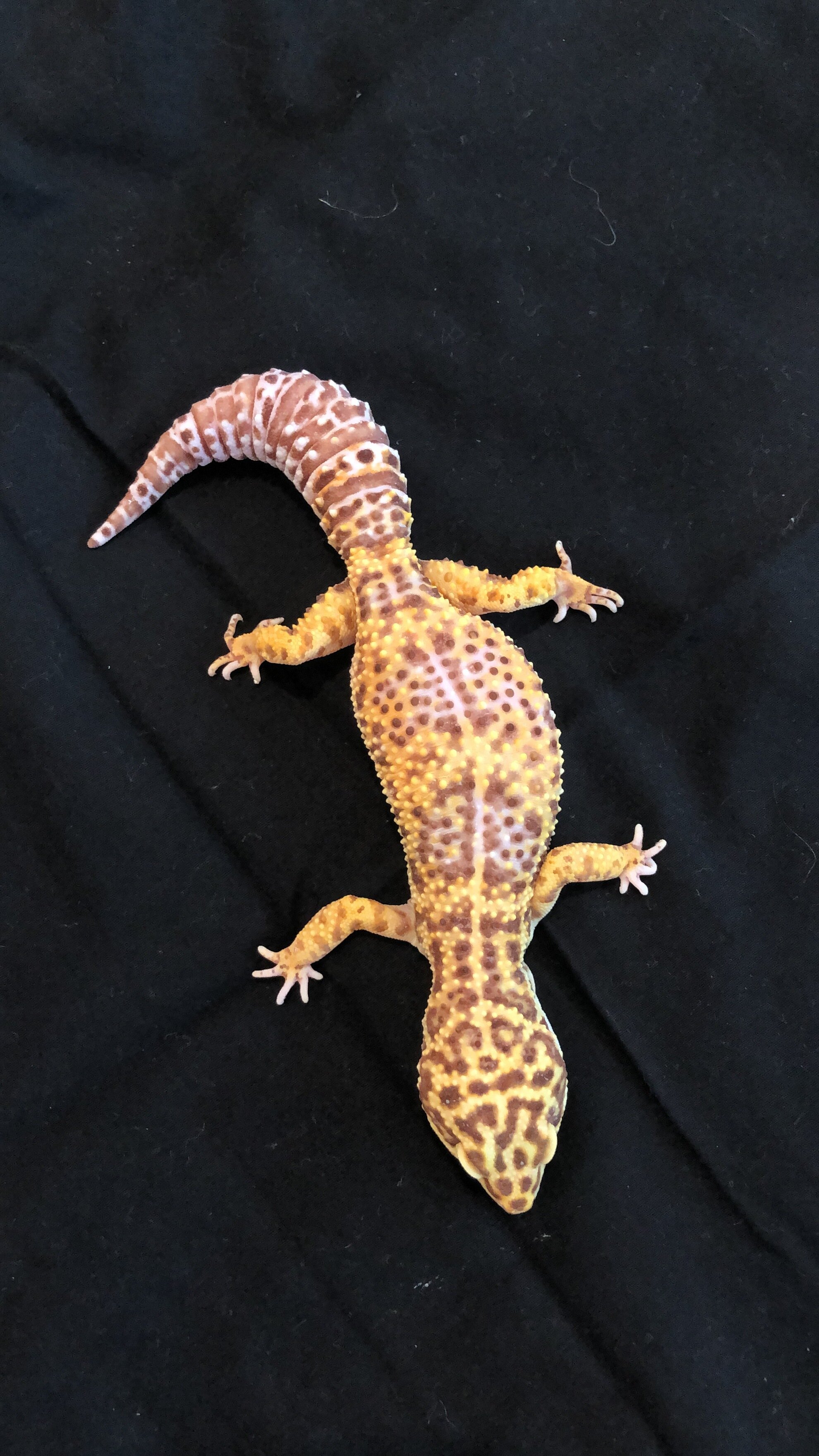 Velma - Bell Albino Female