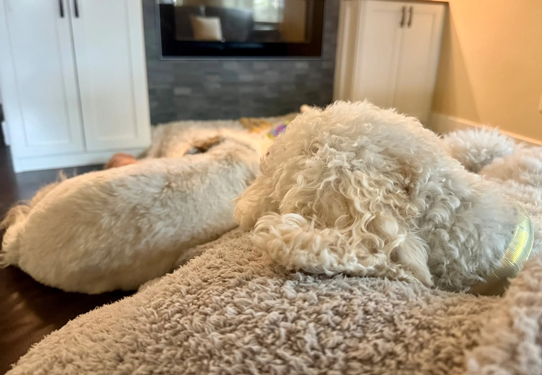 Cozy vibes on a Sunday morning 🐾
#sprucedinteriorsnw #goldendoodle #shihtzu