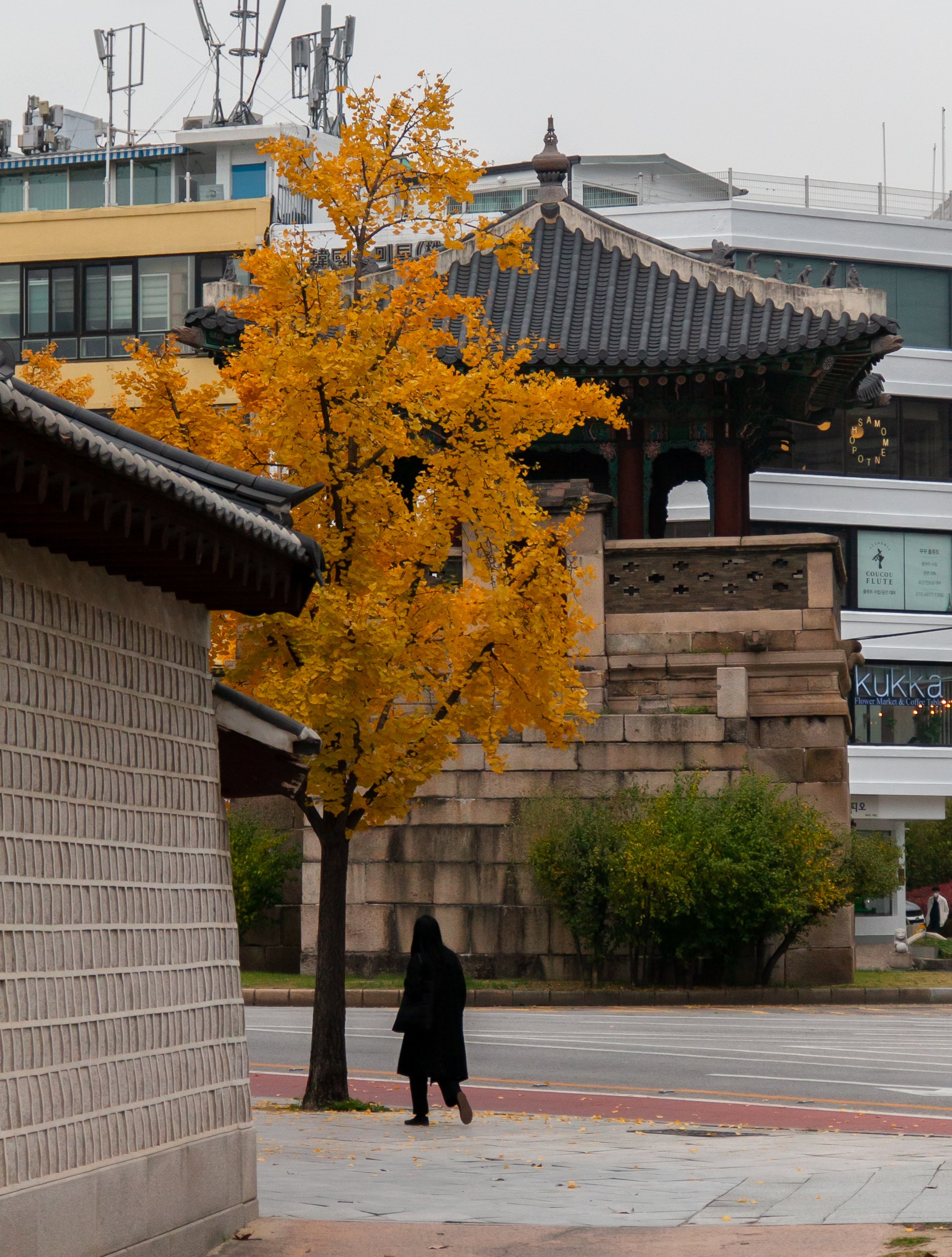 Woman under a Ginkgo Tree - Seoul - 2021
