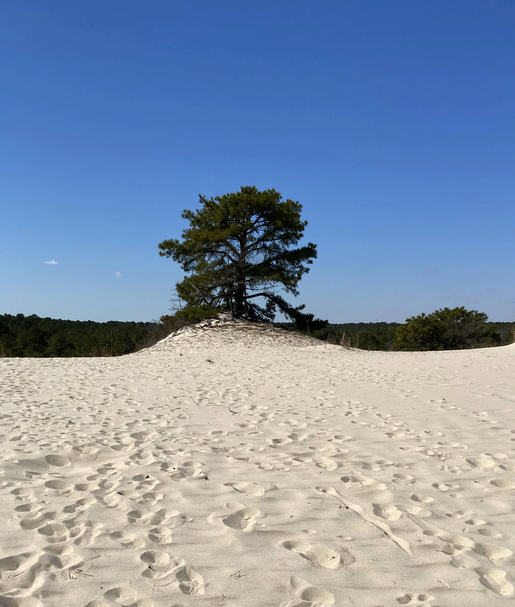 Pine Trees on the Seashore
