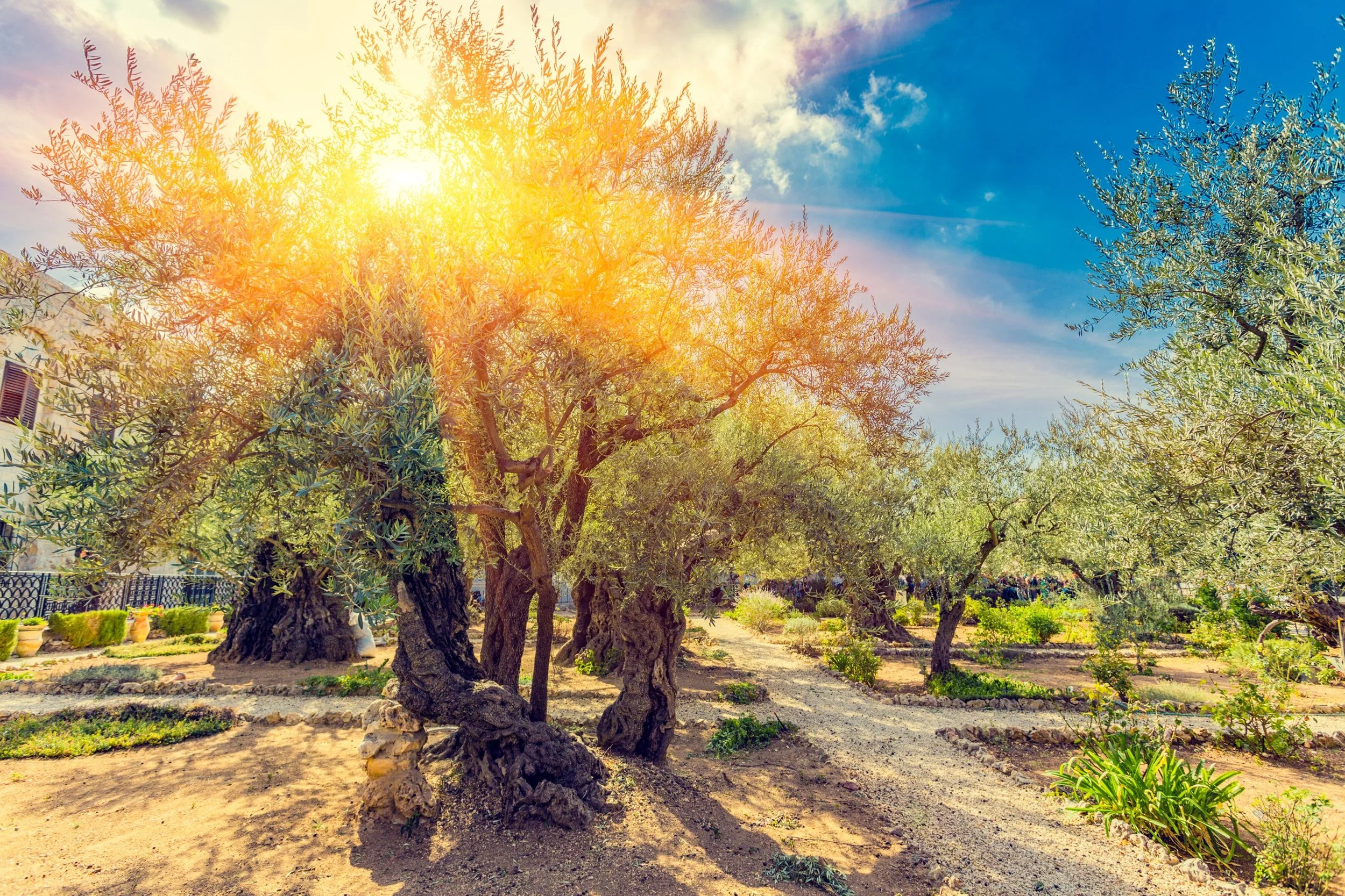 Ancient olive trees, Garden of Gethsemane — Day 8