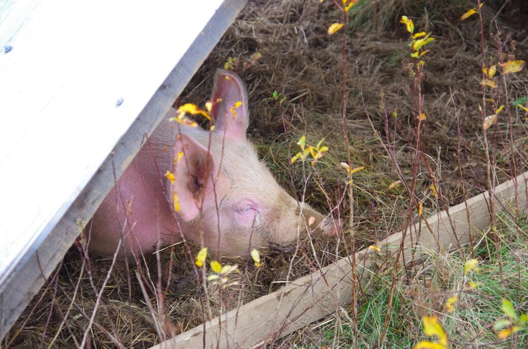 No more pigs