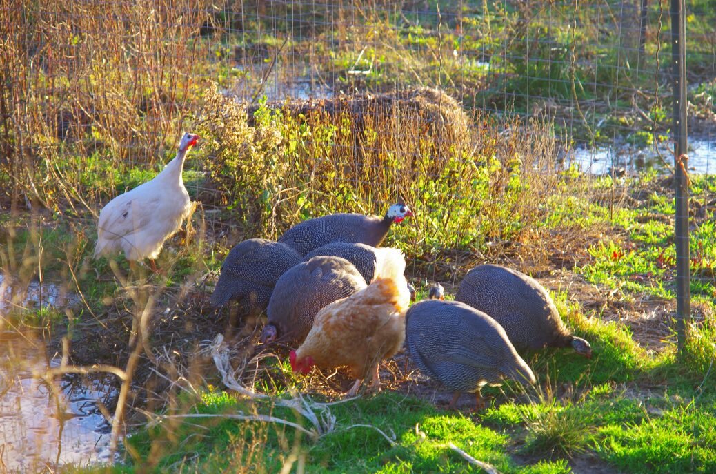 The guinea graze