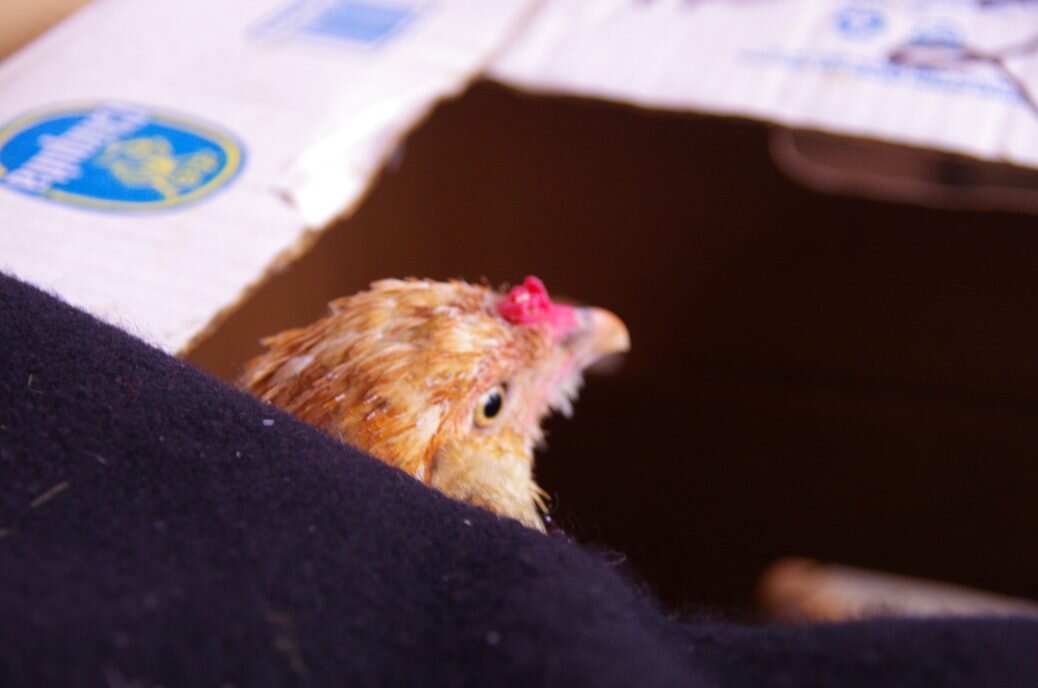 House chicken 2018