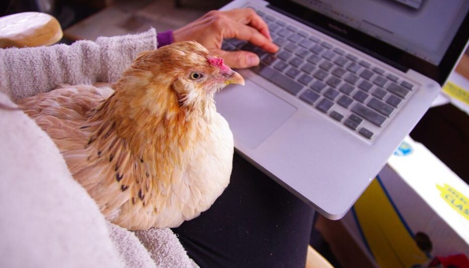 Lap chicken