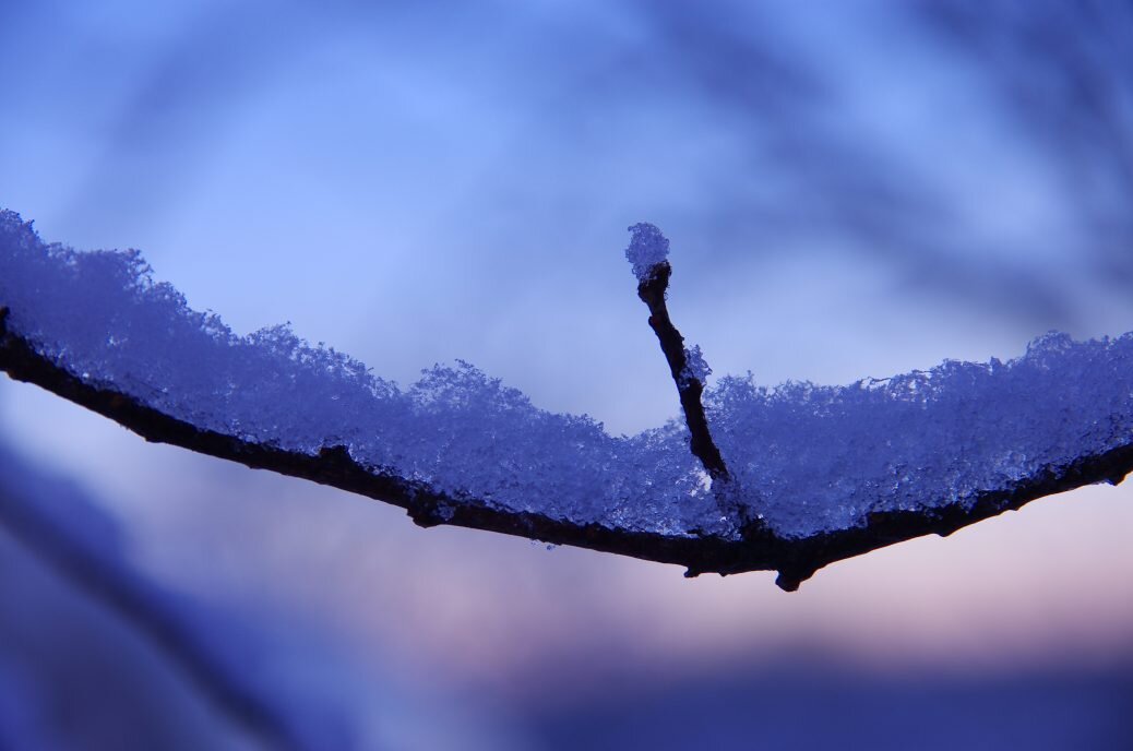 forecast: slush