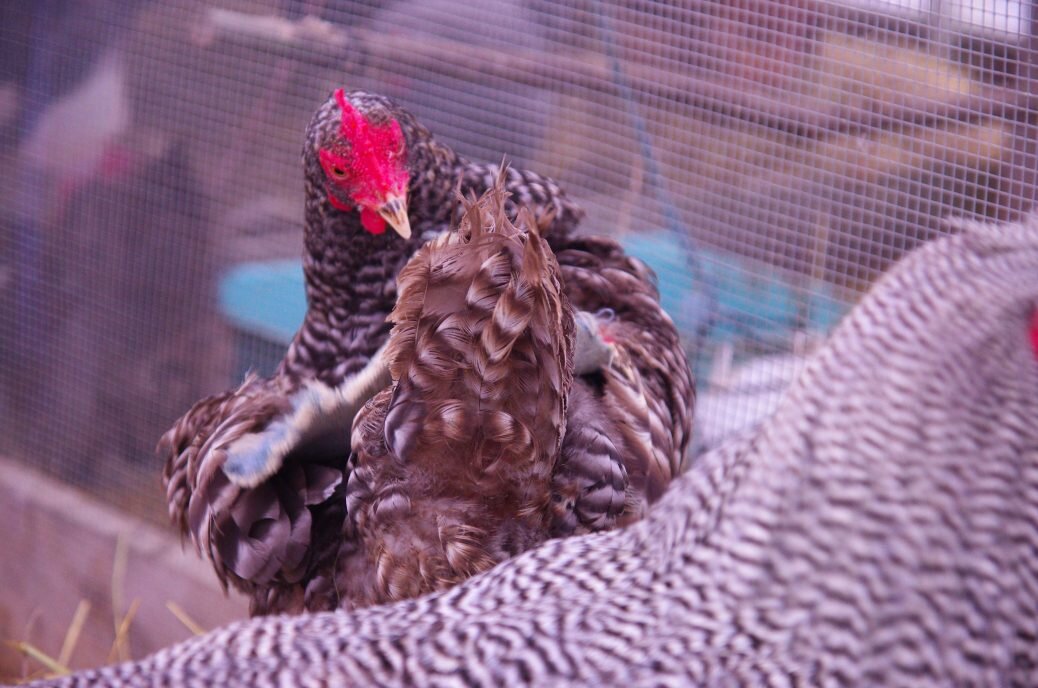 ruffled feathers