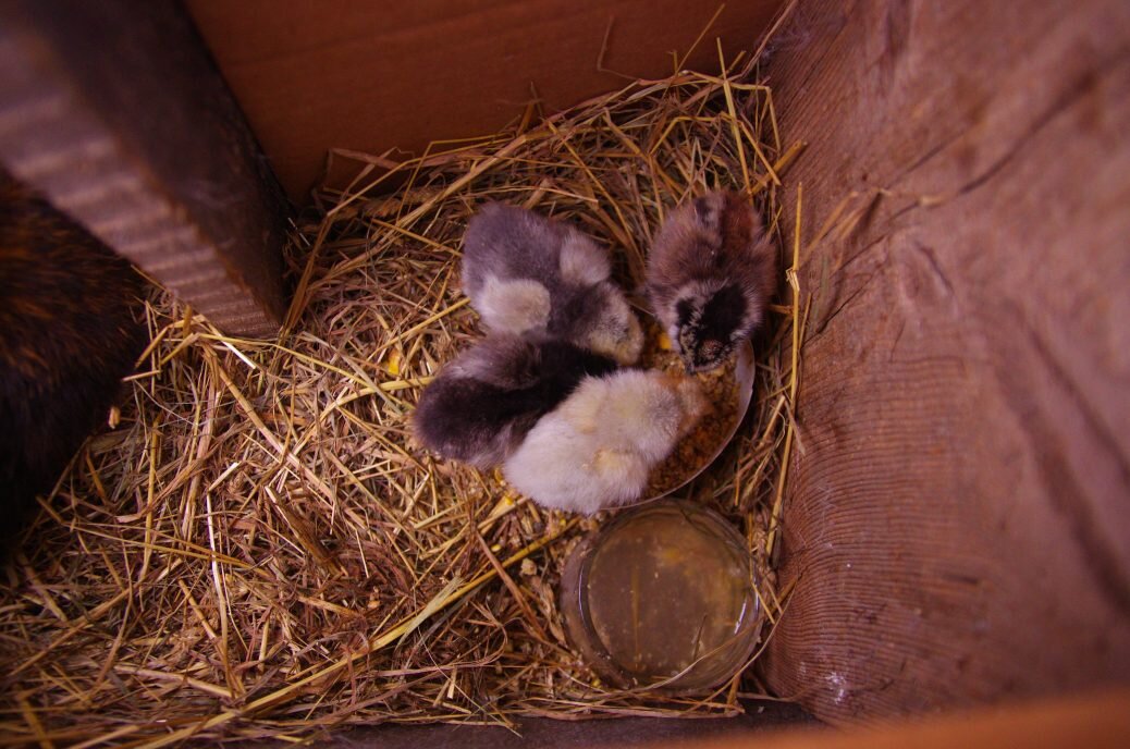 unseasonal chicks