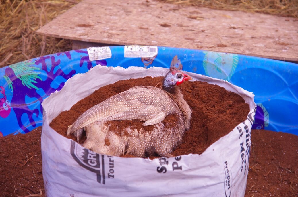 chickens in a bag