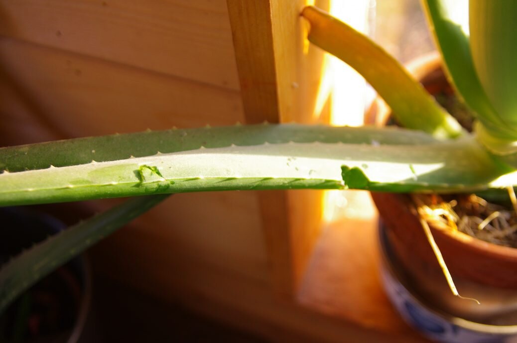 I feel like some aloe today