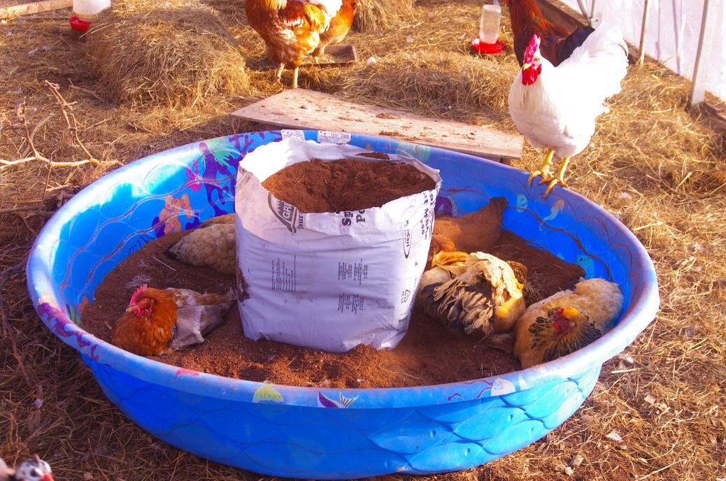 back to our regularly scheduled chicken programming