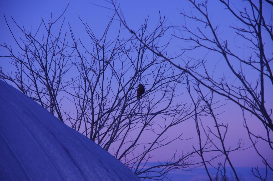 the morning owl