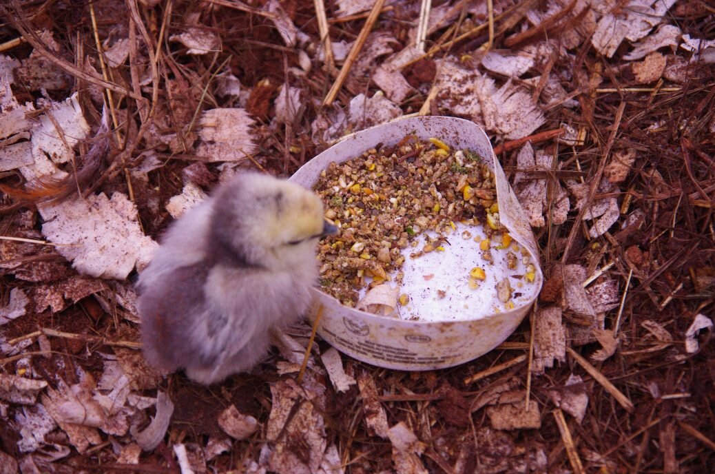 Ursa's chicks