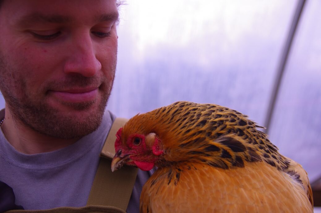 chicken cuddling