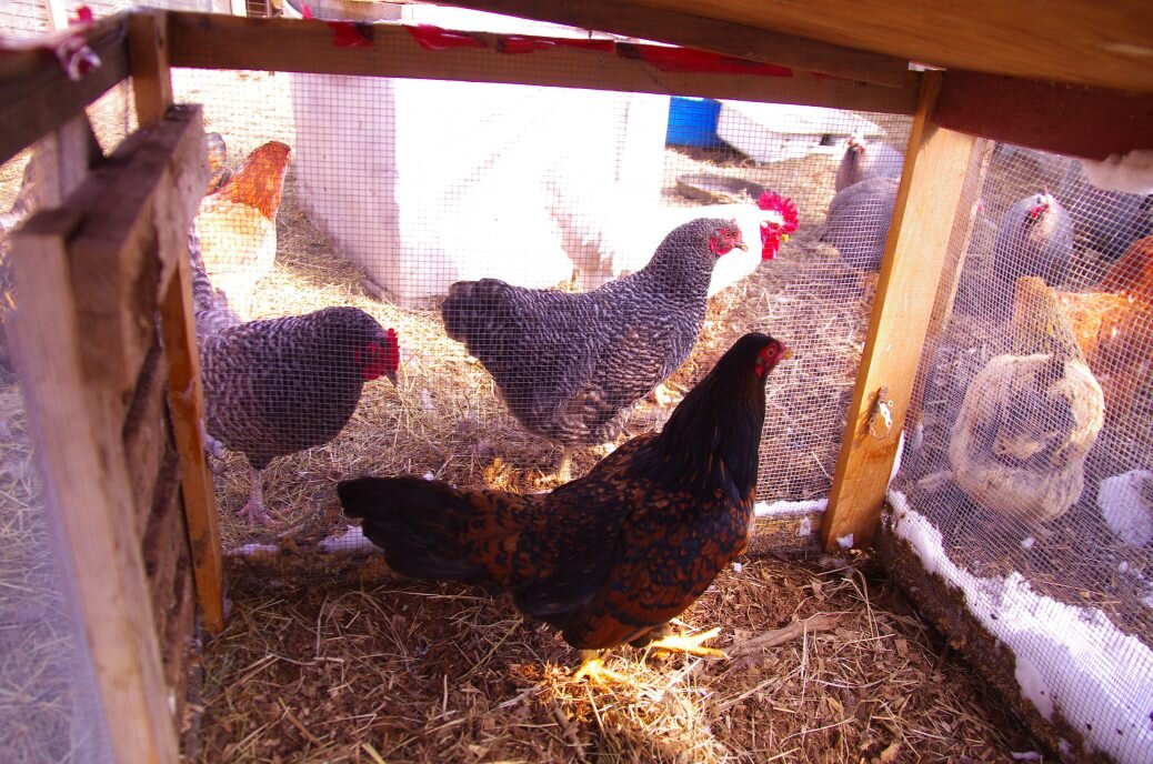 I WENT TO THE LIBRARY AND CAME HOME WITH A CHICKEN
