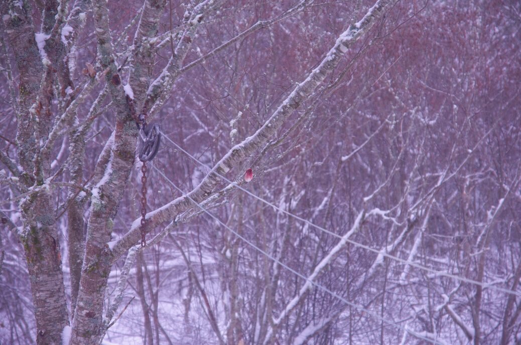 The return of winter