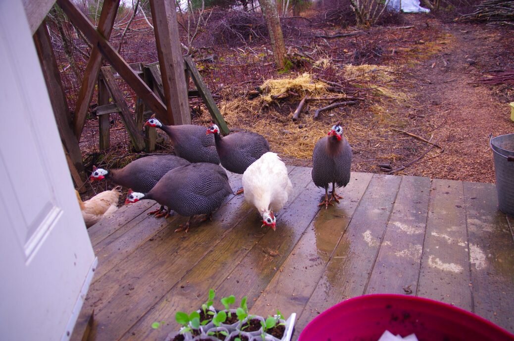 Nosy guineas