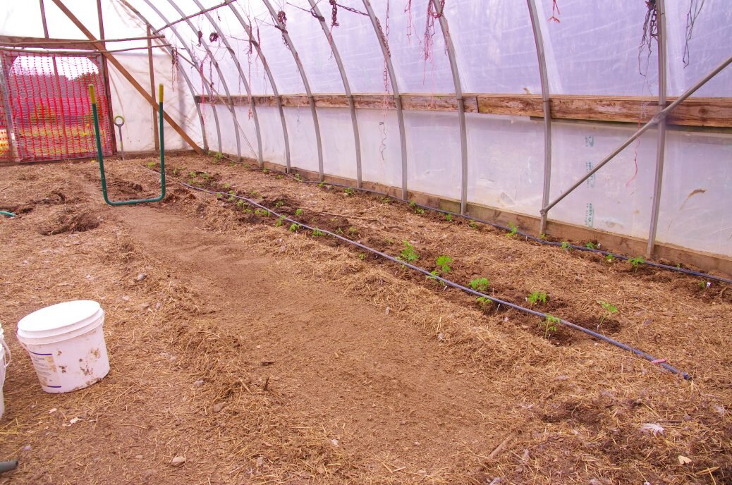 Tomatoes in